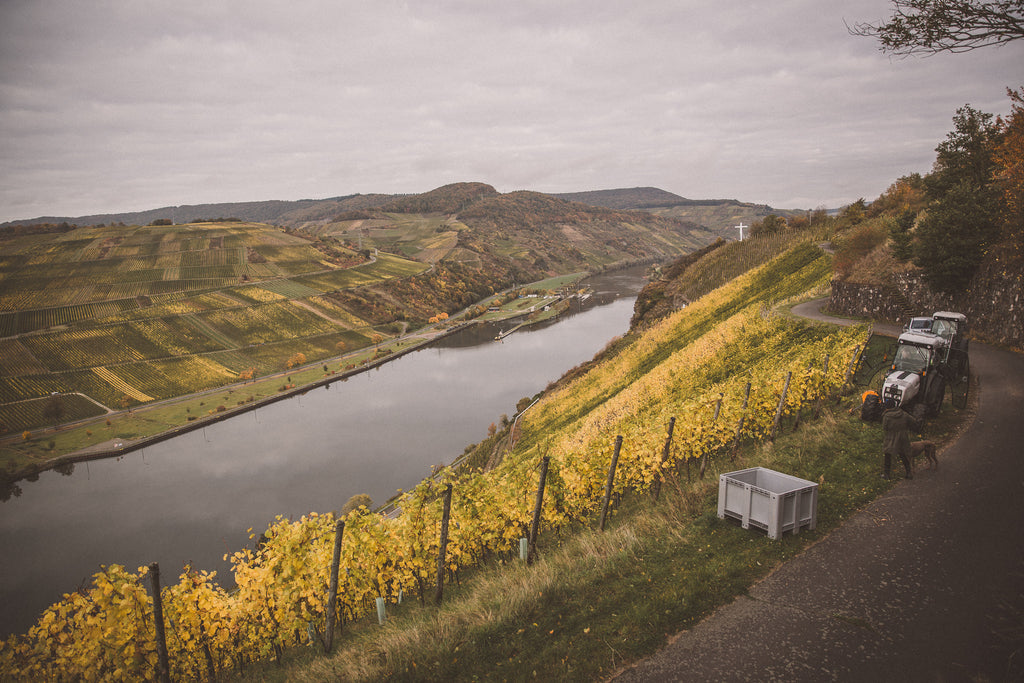 Traubenlese in der ältesten Weinregion Deutschlands an der Mosel